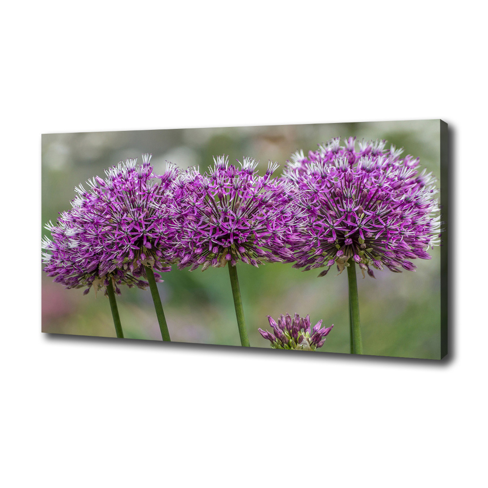 Tableau photo sur toile Fleur d'ail