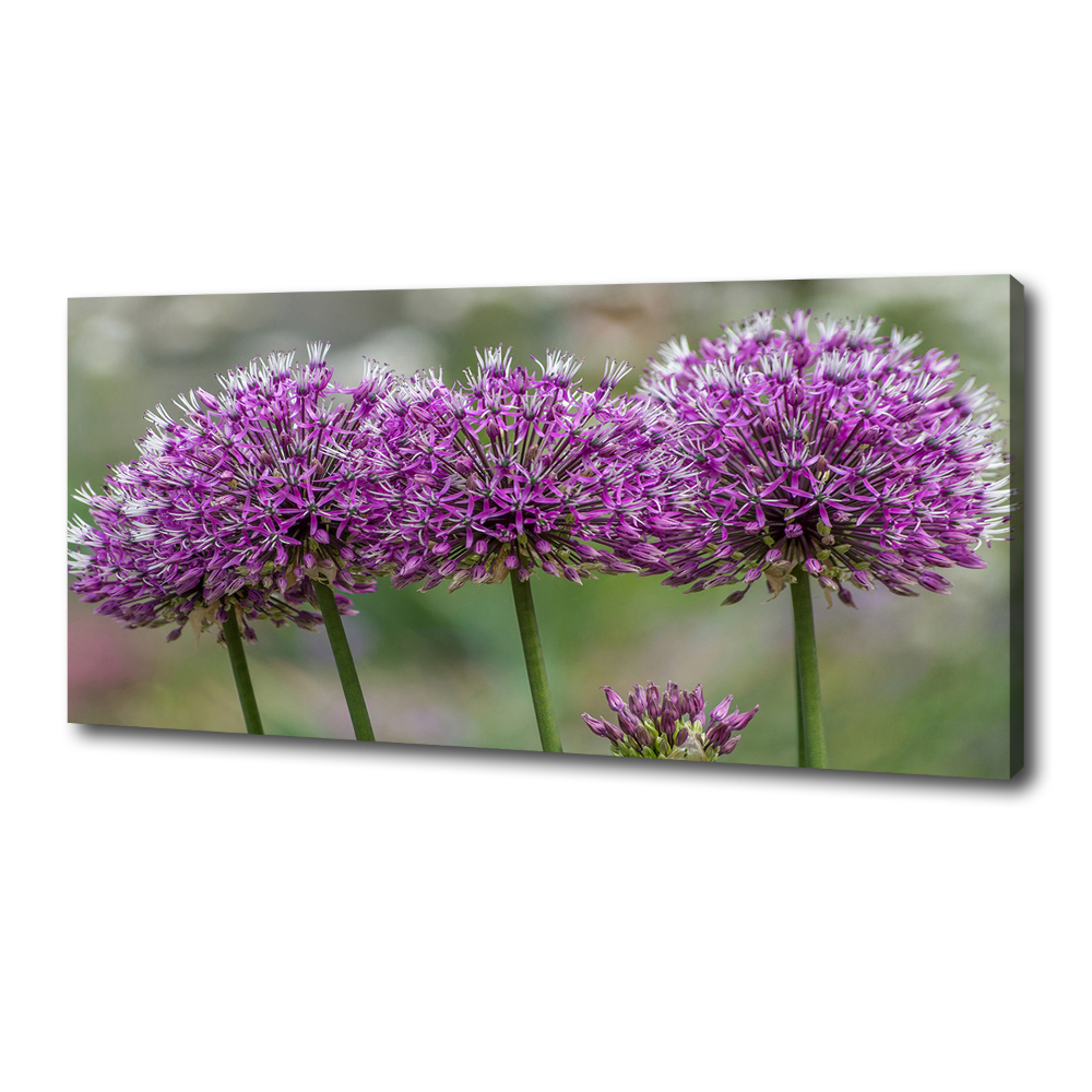 Tableau photo sur toile Fleur d'ail