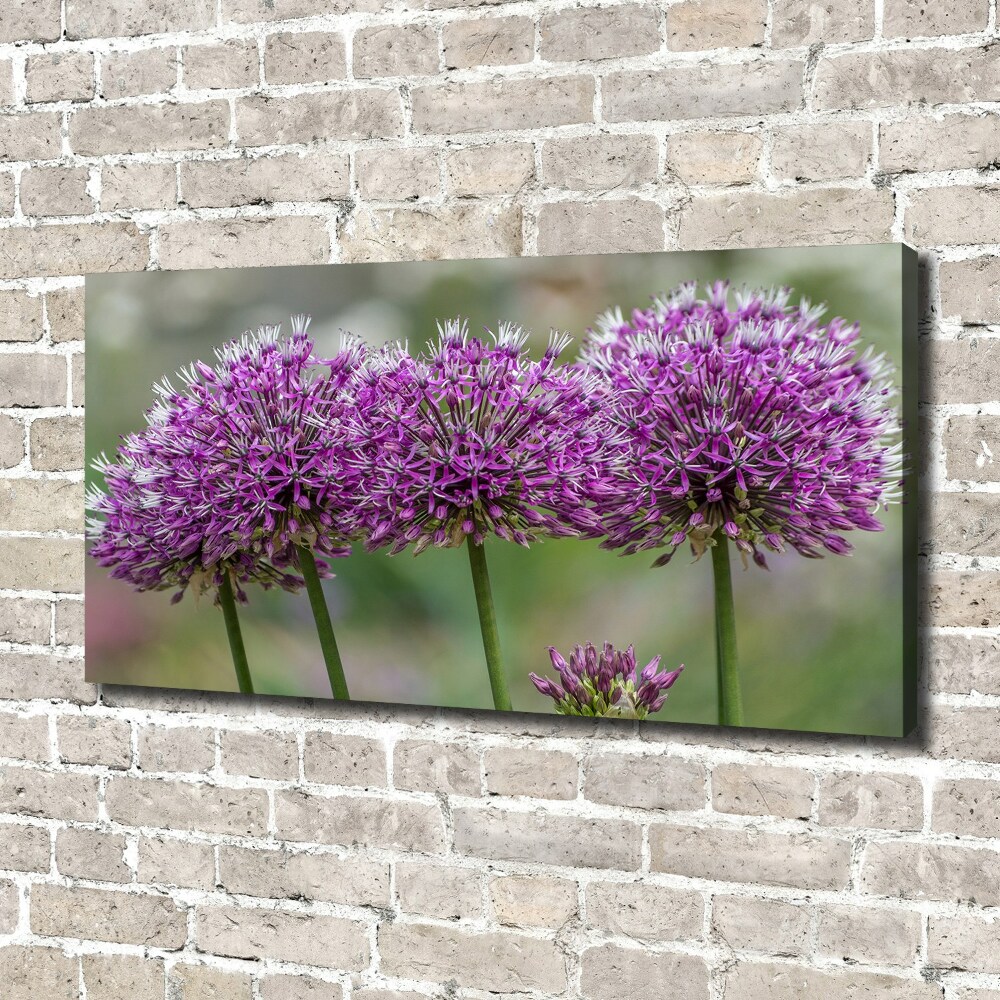 Tableau photo sur toile Fleur d'ail