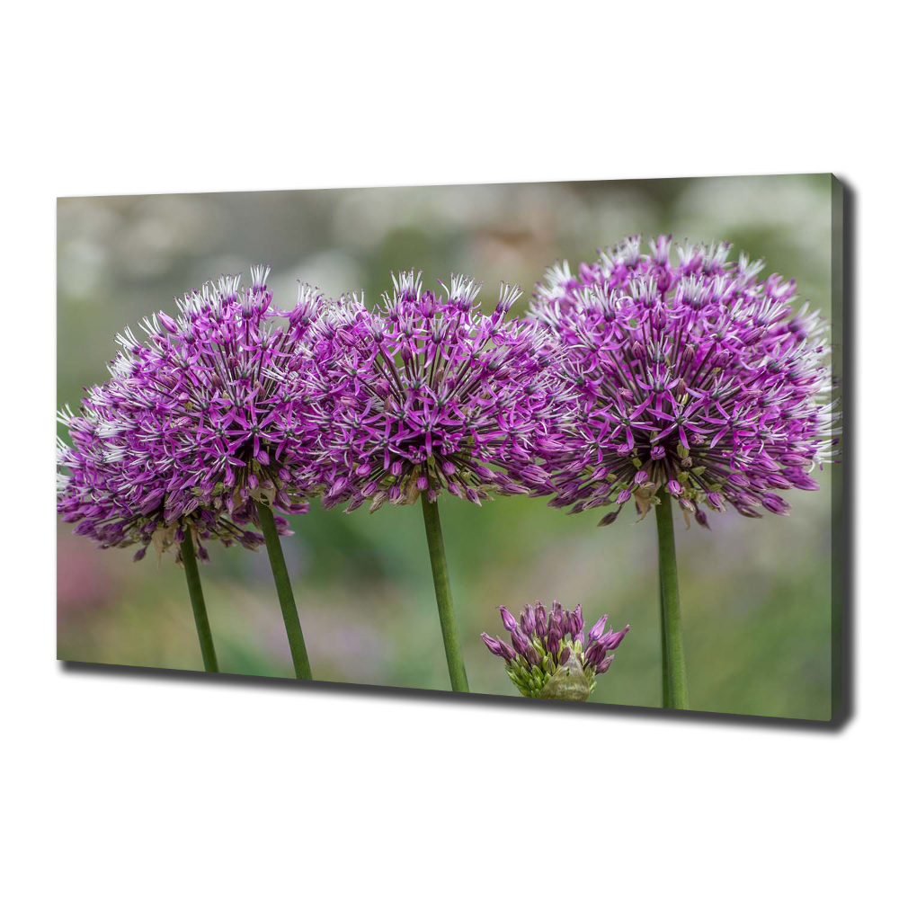 Tableau photo sur toile Fleur d'ail