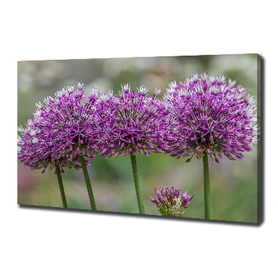 Tableau photo sur toile Fleur d'ail