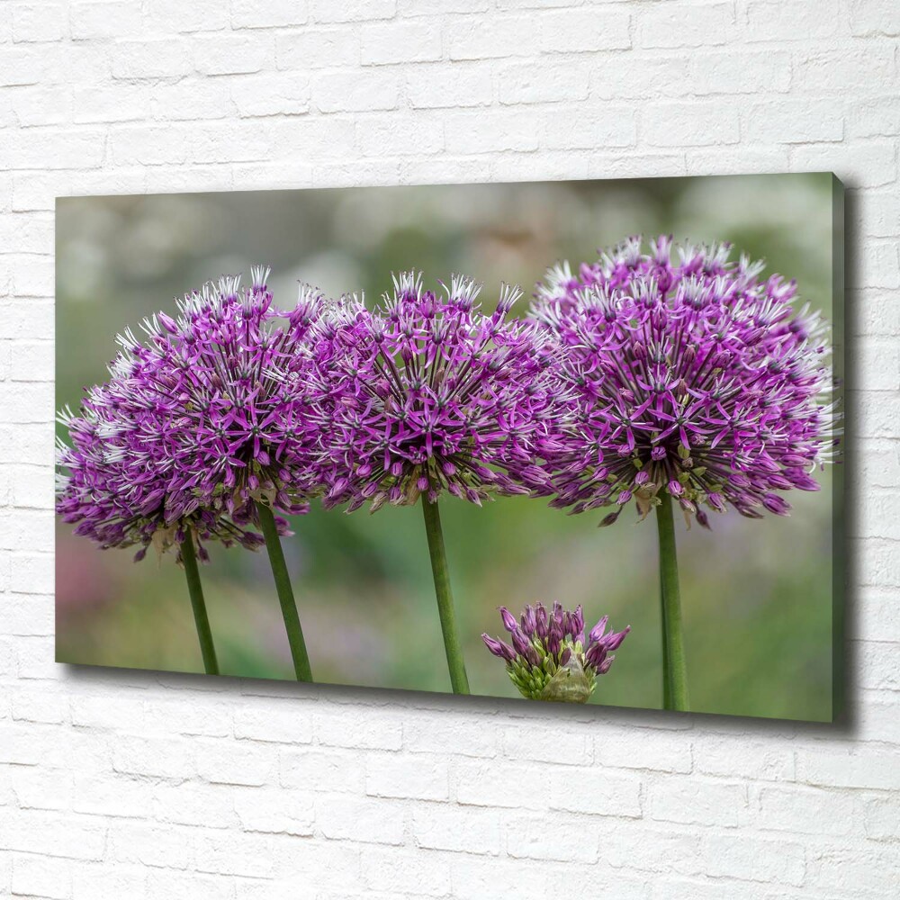 Tableau photo sur toile Fleur d'ail