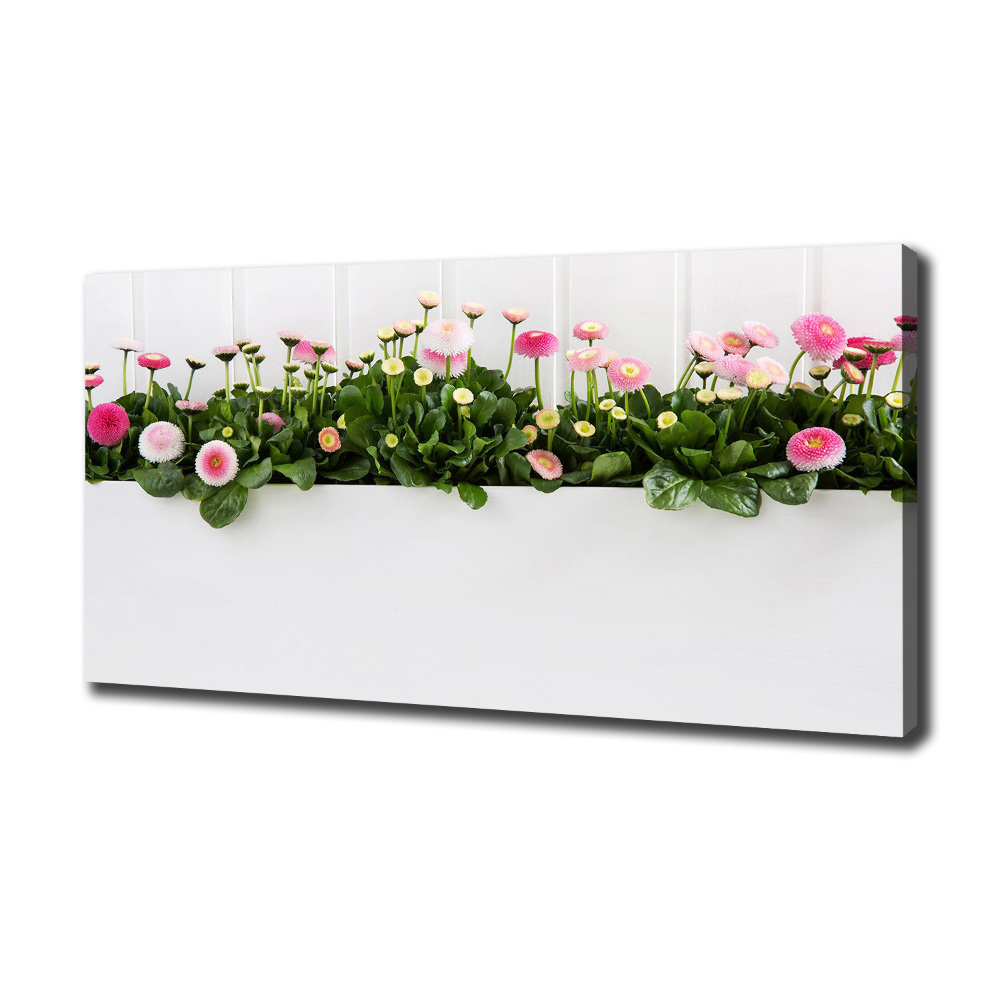 Tableau mural sur toile Marguerites roses