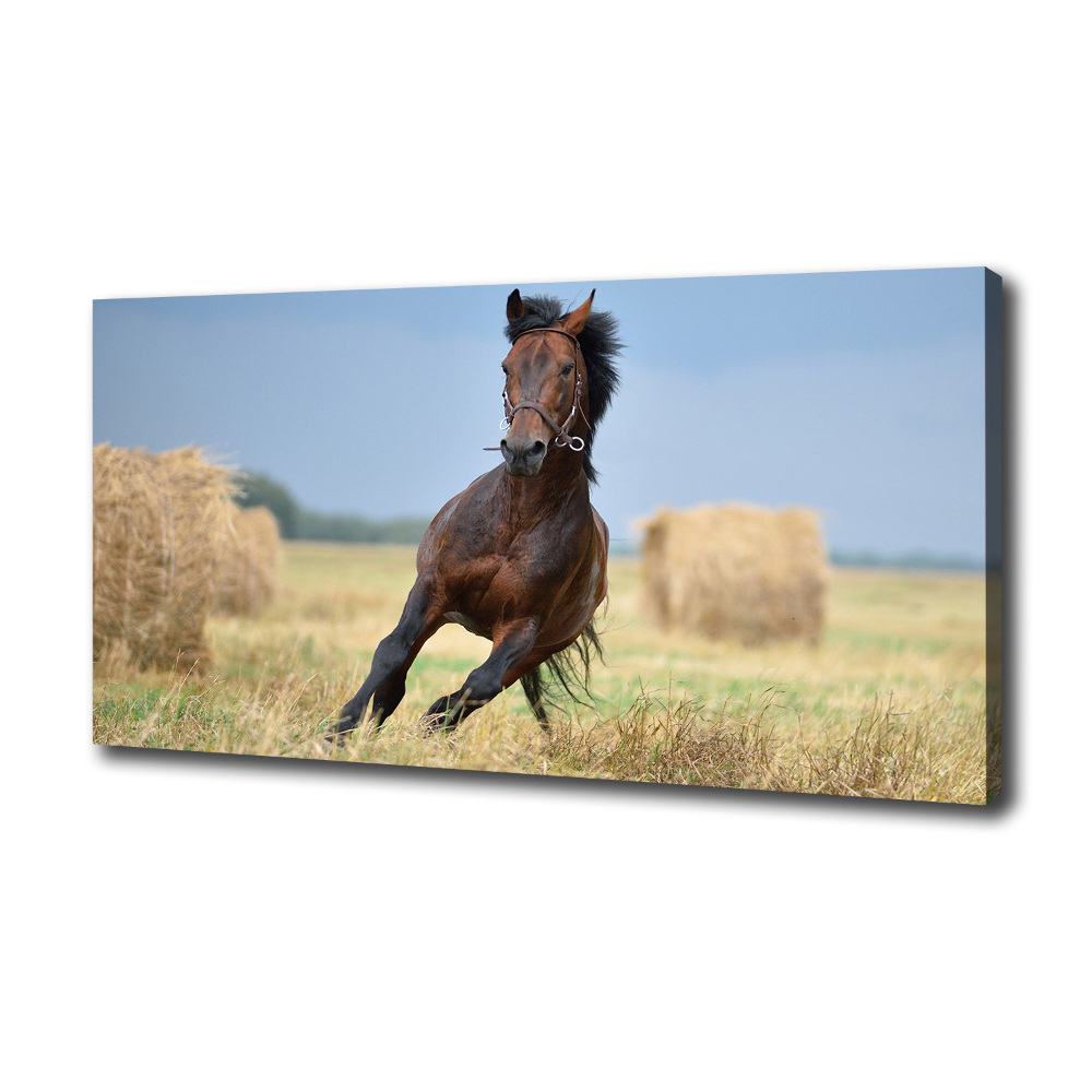 Tableau photo sur toile Cheval au galop