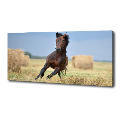 Tableau photo sur toile Cheval au galop