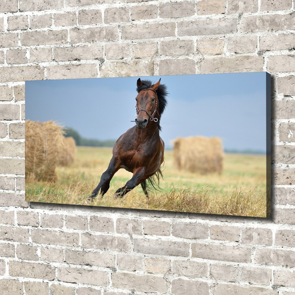 Tableau photo sur toile Cheval au galop