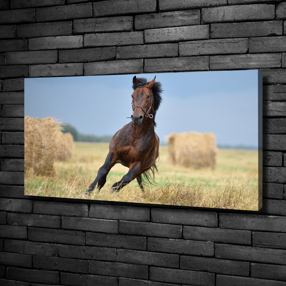 Tableau photo sur toile Cheval au galop