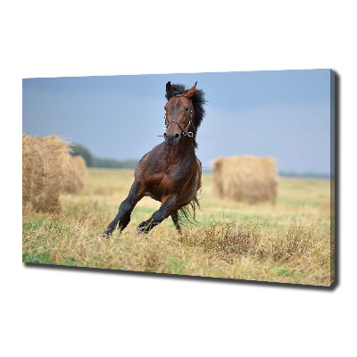 Tableau photo sur toile Cheval au galop