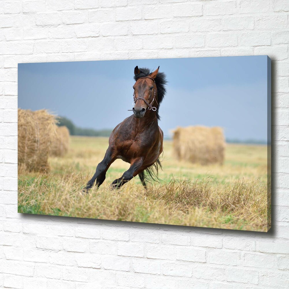 Tableau photo sur toile Cheval au galop