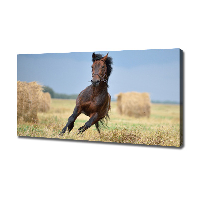 Tableau photo sur toile Cheval au galop