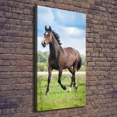 Tableau mural sur toile Cheval dans le champ