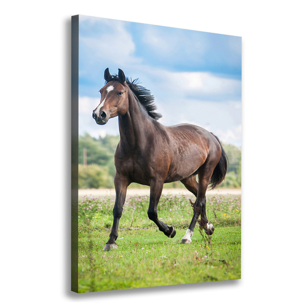 Tableau mural sur toile Cheval dans le champ