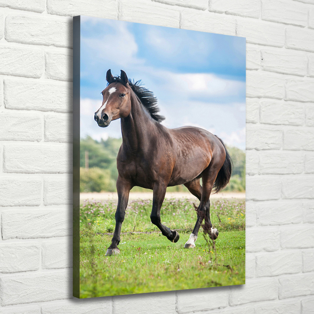 Tableau mural sur toile Cheval dans le champ