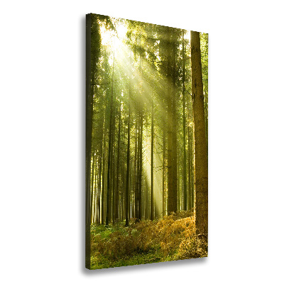 Tableau photo sur toile Soleil dans la forêt