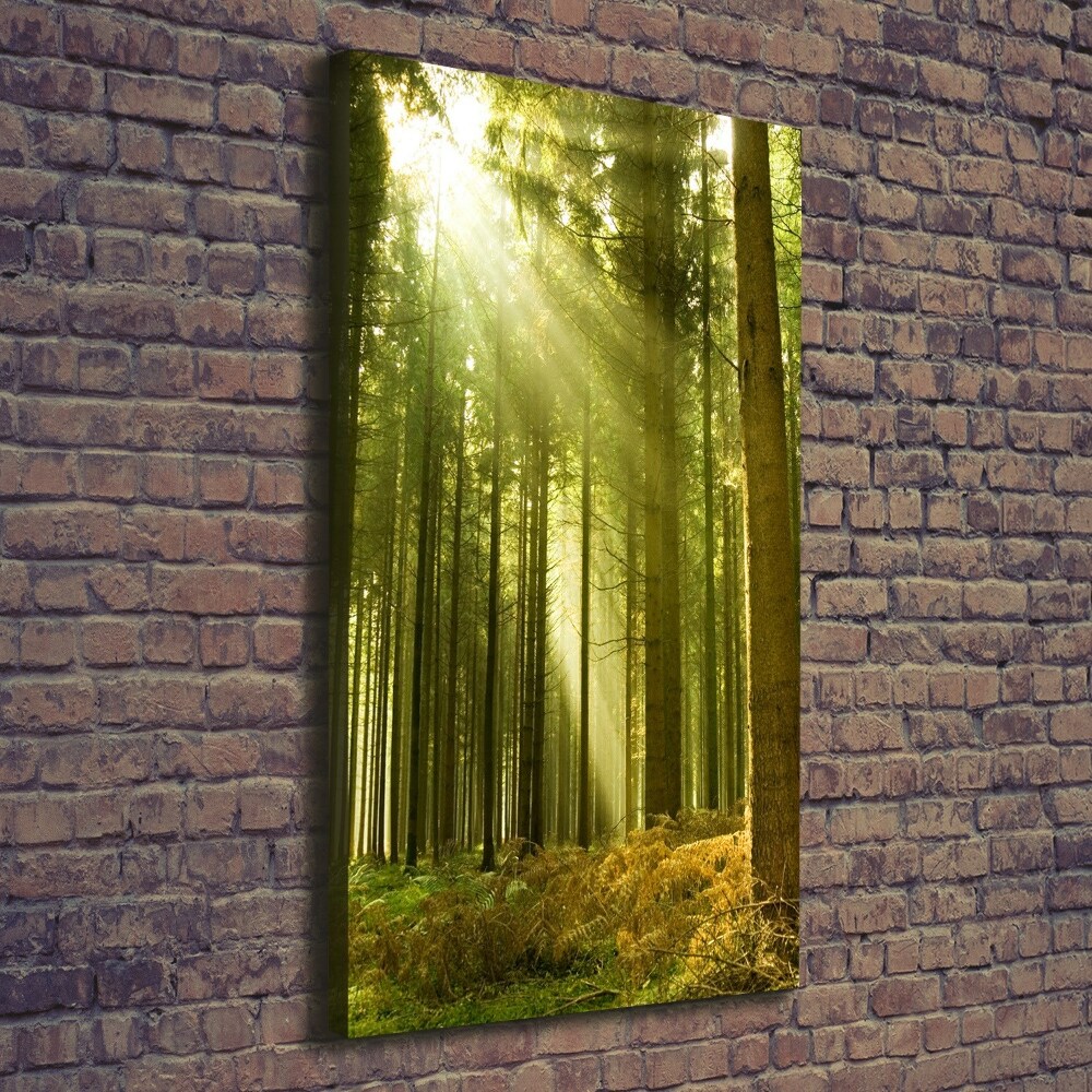 Tableau photo sur toile Soleil dans la forêt