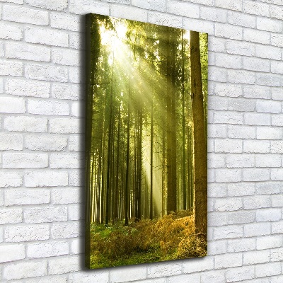 Tableau photo sur toile Soleil dans la forêt