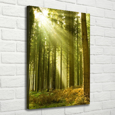 Tableau photo sur toile Soleil dans la forêt