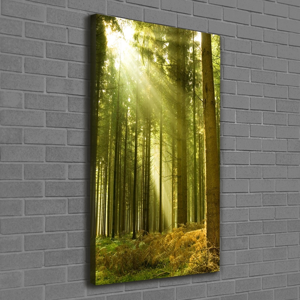 Tableau photo sur toile Soleil dans la forêt