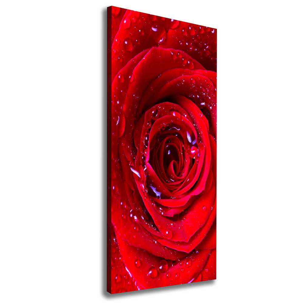 Tableau photo sur toile Rose rouge