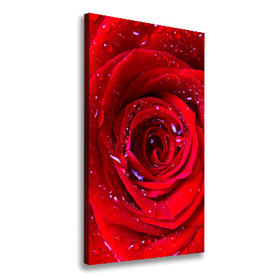 Tableau photo sur toile Rose rouge