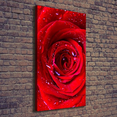 Tableau photo sur toile Rose rouge