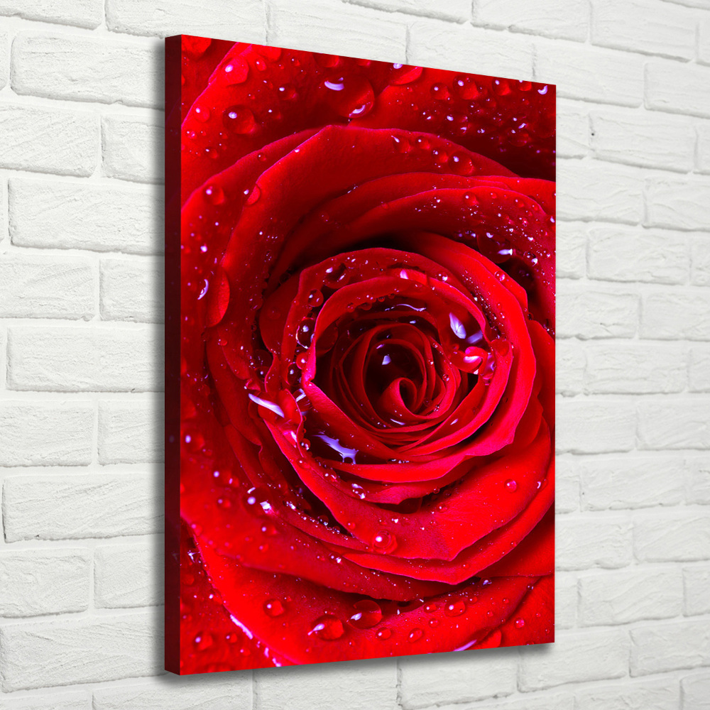 Tableau photo sur toile Rose rouge