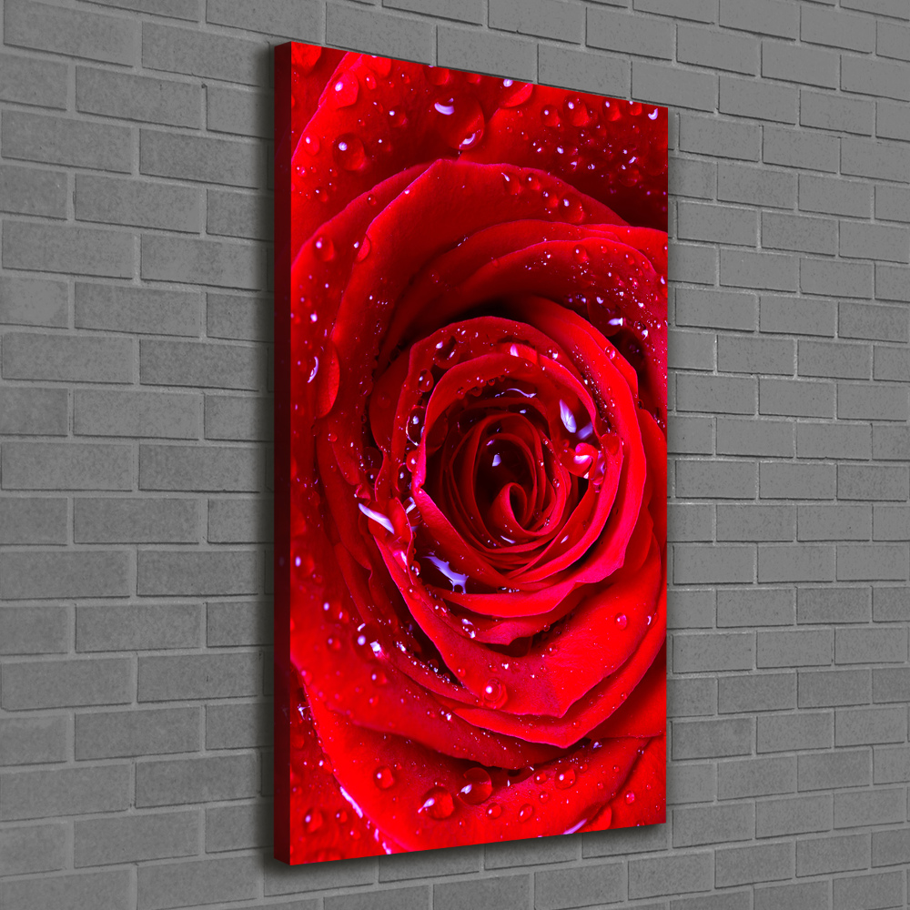 Tableau photo sur toile Rose rouge