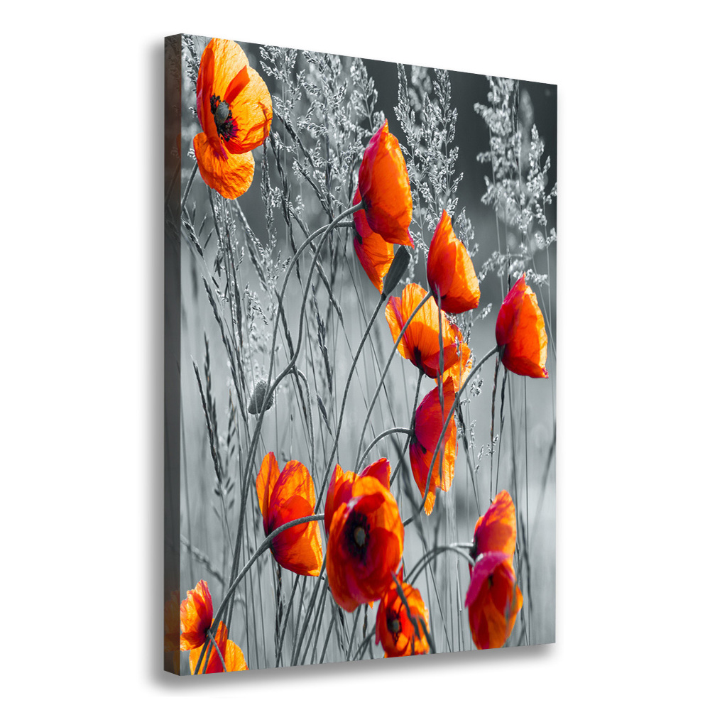 Tableau photo sur toile Fleurs de coquelicots rouges