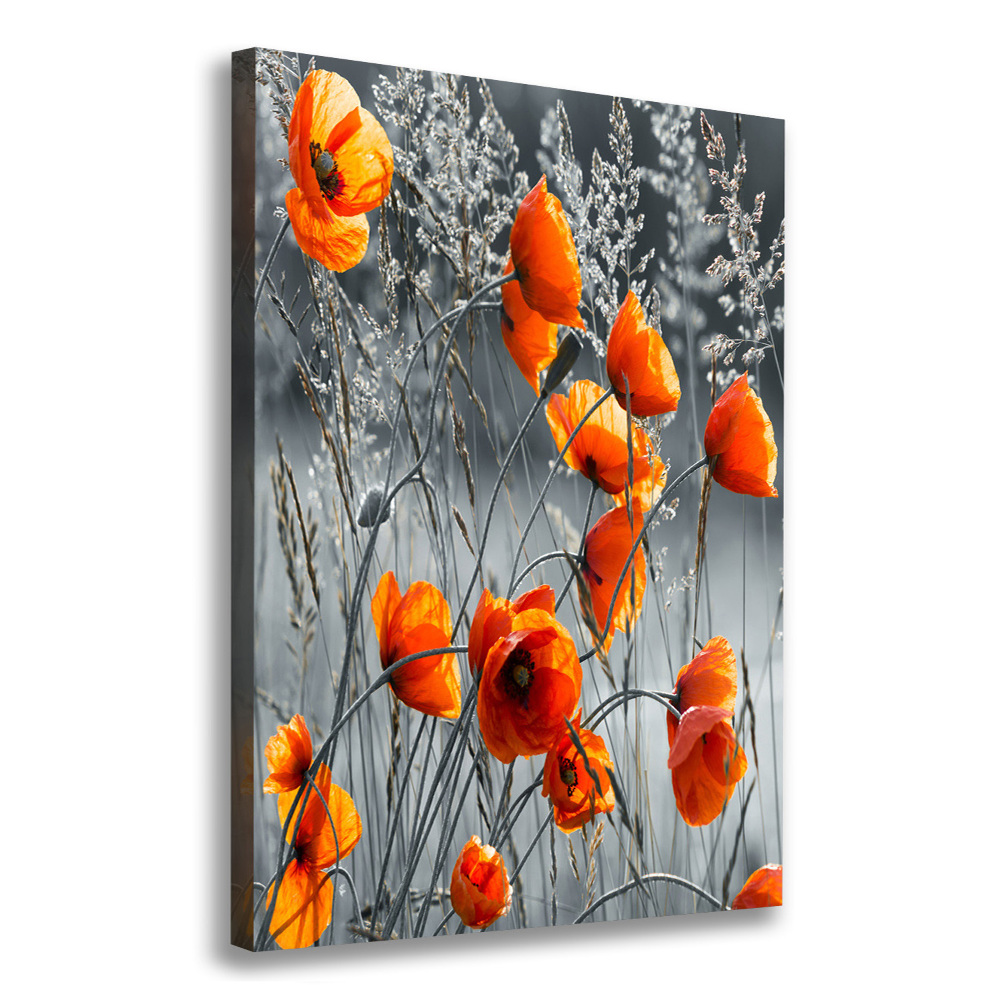 Tableau mural sur toile Coquelicots des champs