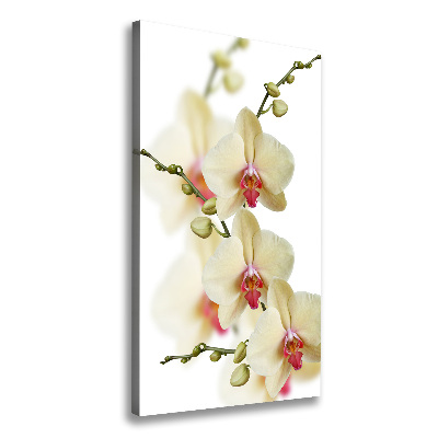 Tableau photo sur toile Orchidée plante