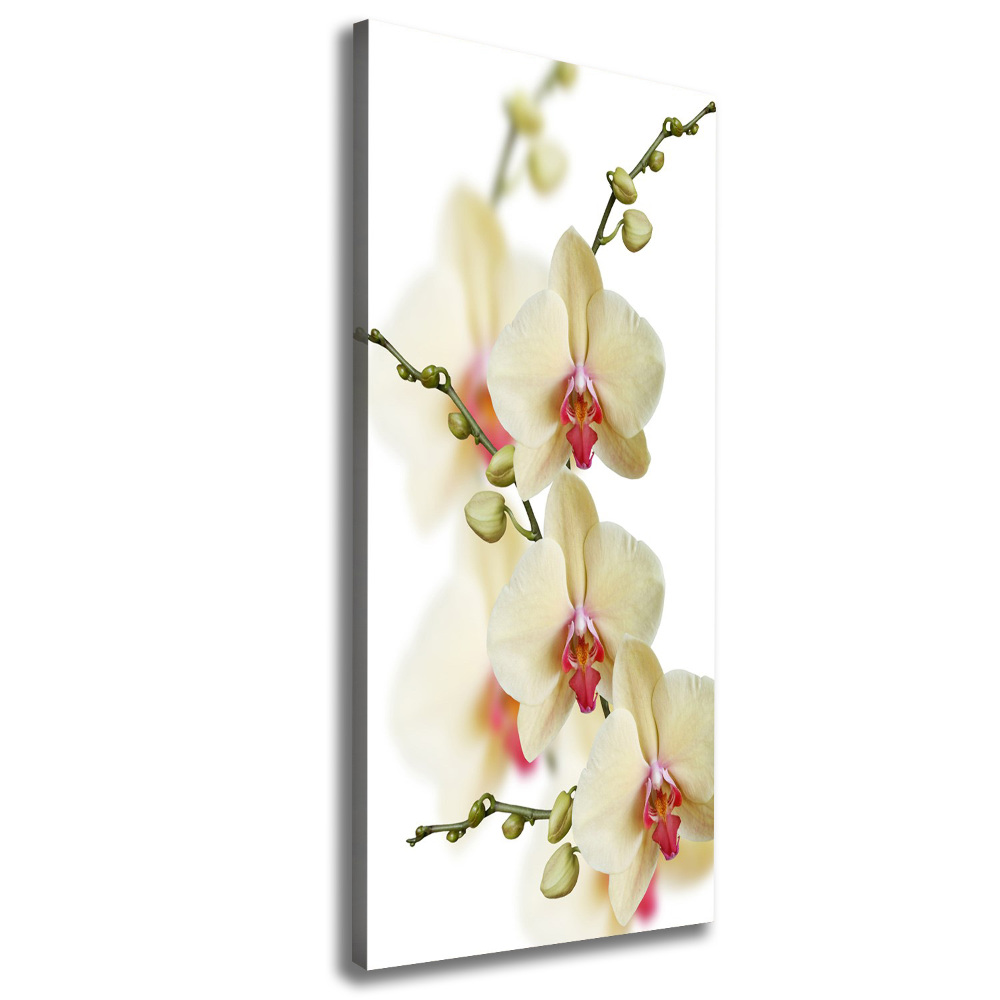 Tableau photo sur toile Orchidée plante