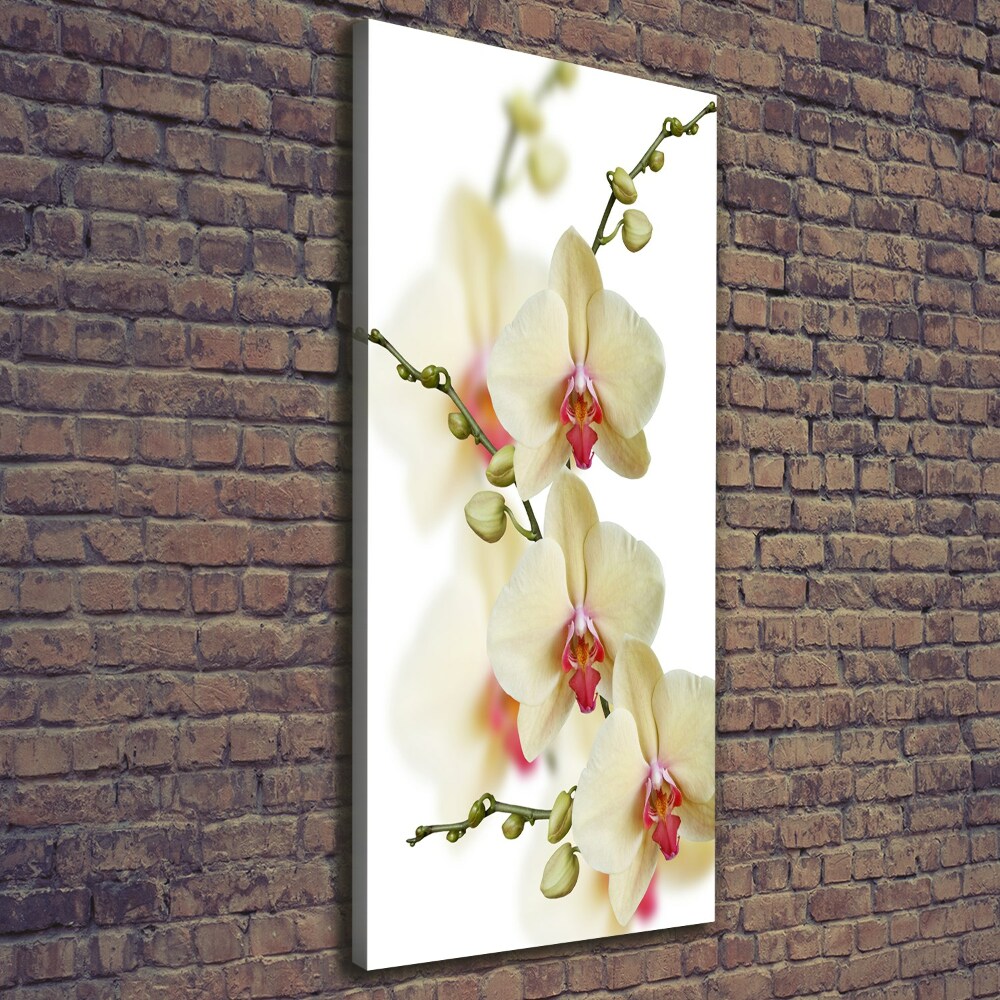 Tableau photo sur toile Orchidée plante