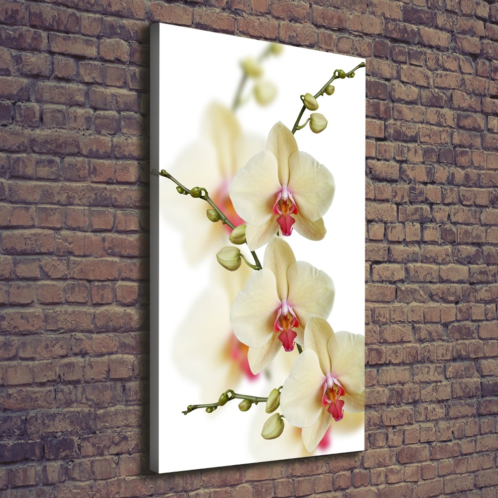 Tableau photo sur toile Orchidée plante