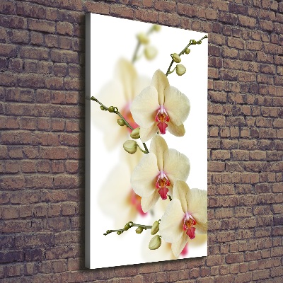 Tableau photo sur toile Orchidée plante