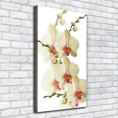 Tableau photo sur toile Orchidée plante