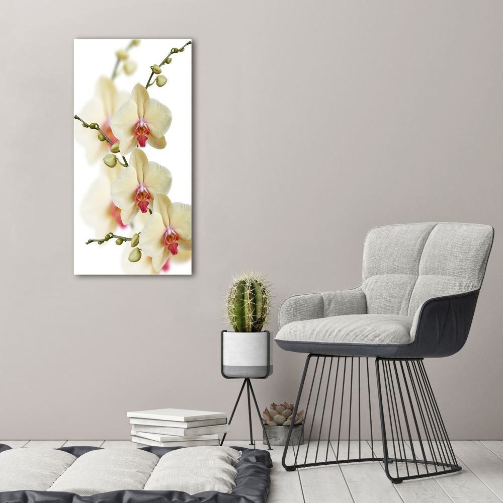 Tableau photo sur toile Orchidée plante