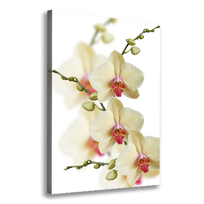 Tableau photo sur toile Orchidée plante