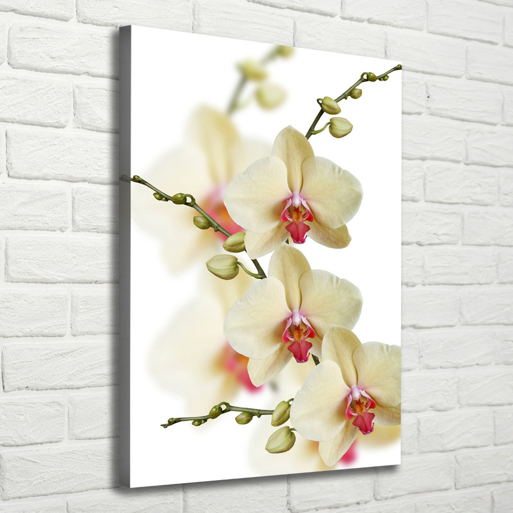 Tableau photo sur toile Orchidée plante