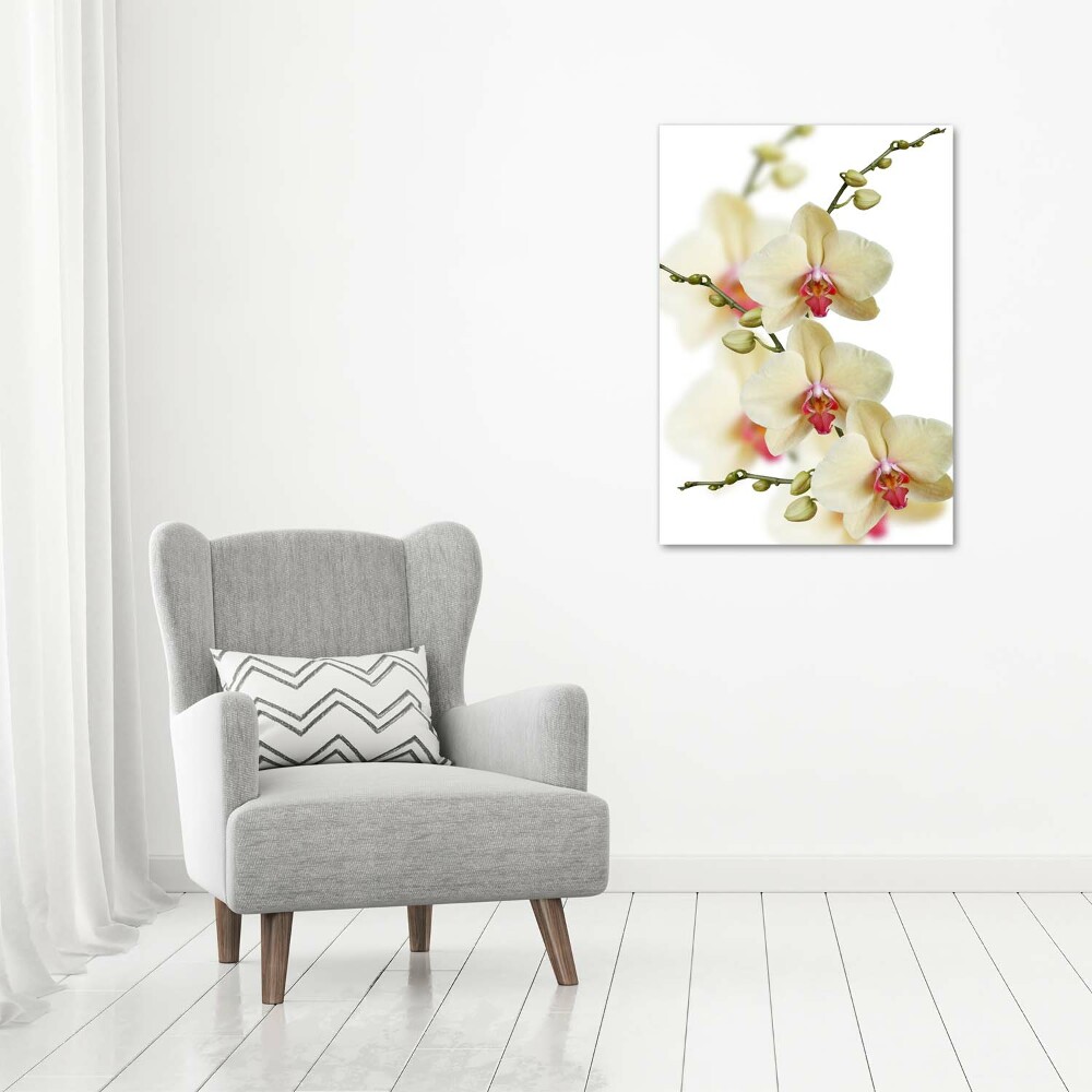 Tableau photo sur toile Orchidée plante