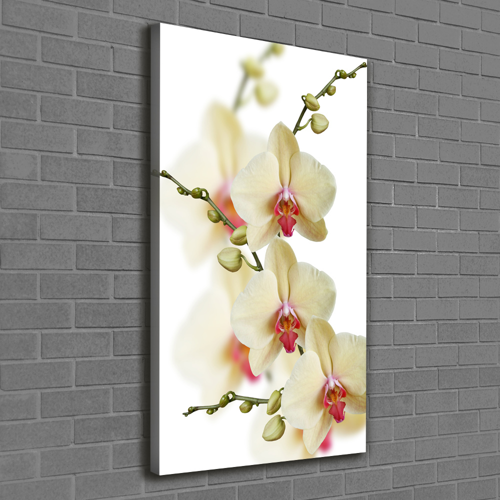 Tableau photo sur toile Orchidée plante