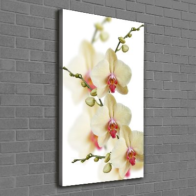 Tableau photo sur toile Orchidée plante