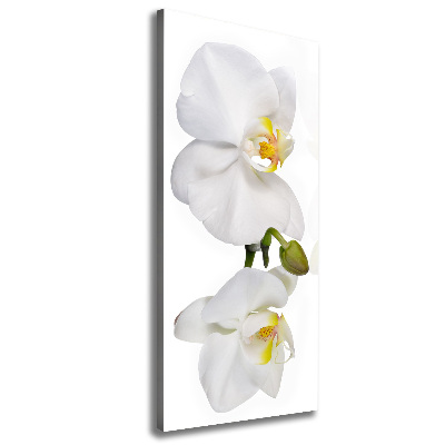 Tableau mural sur toile Orchidée blanche