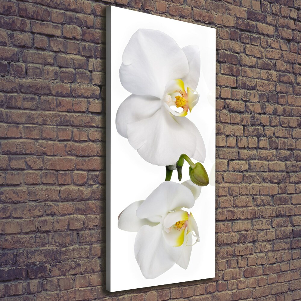 Tableau mural sur toile Orchidée blanche