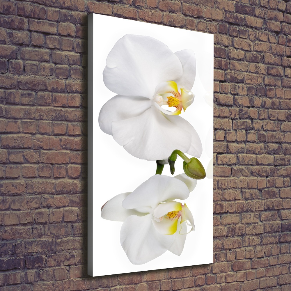 Tableau mural sur toile Orchidée blanche