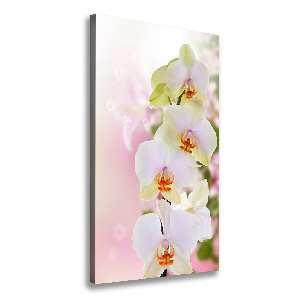 Tableau imprimé sur toile Orchidée blanche