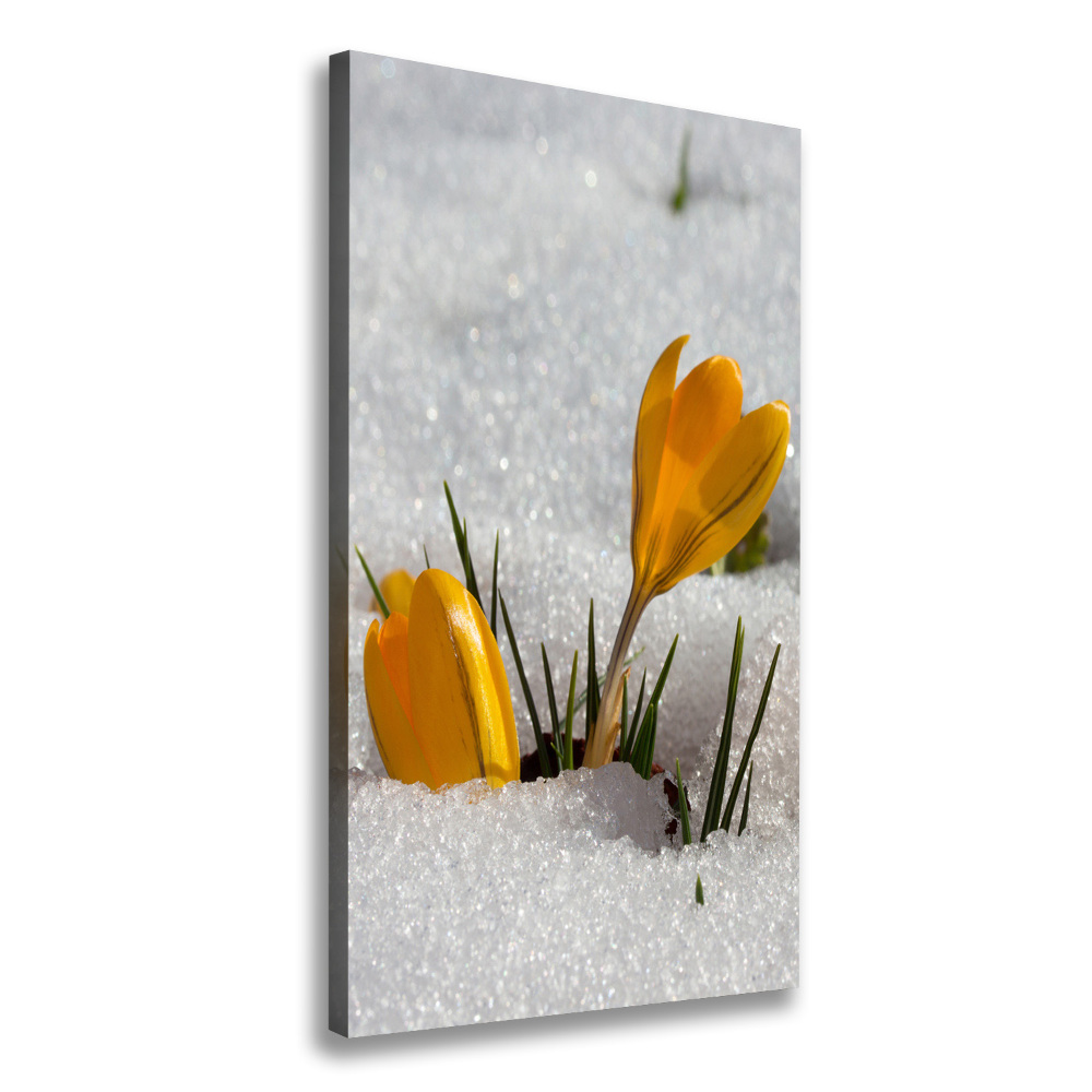 Tableau imprimé sur toile Crocus jaunes