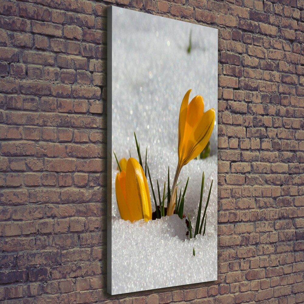 Tableau imprimé sur toile Crocus jaunes