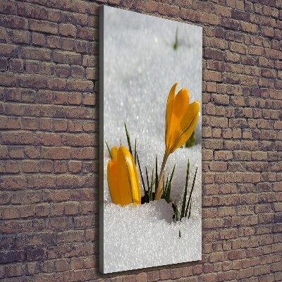 Tableau imprimé sur toile Crocus jaunes