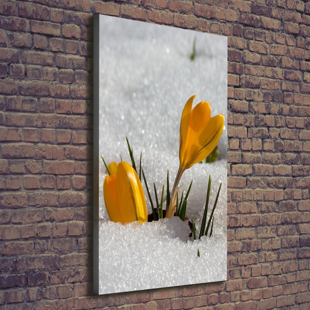 Tableau imprimé sur toile Crocus jaunes