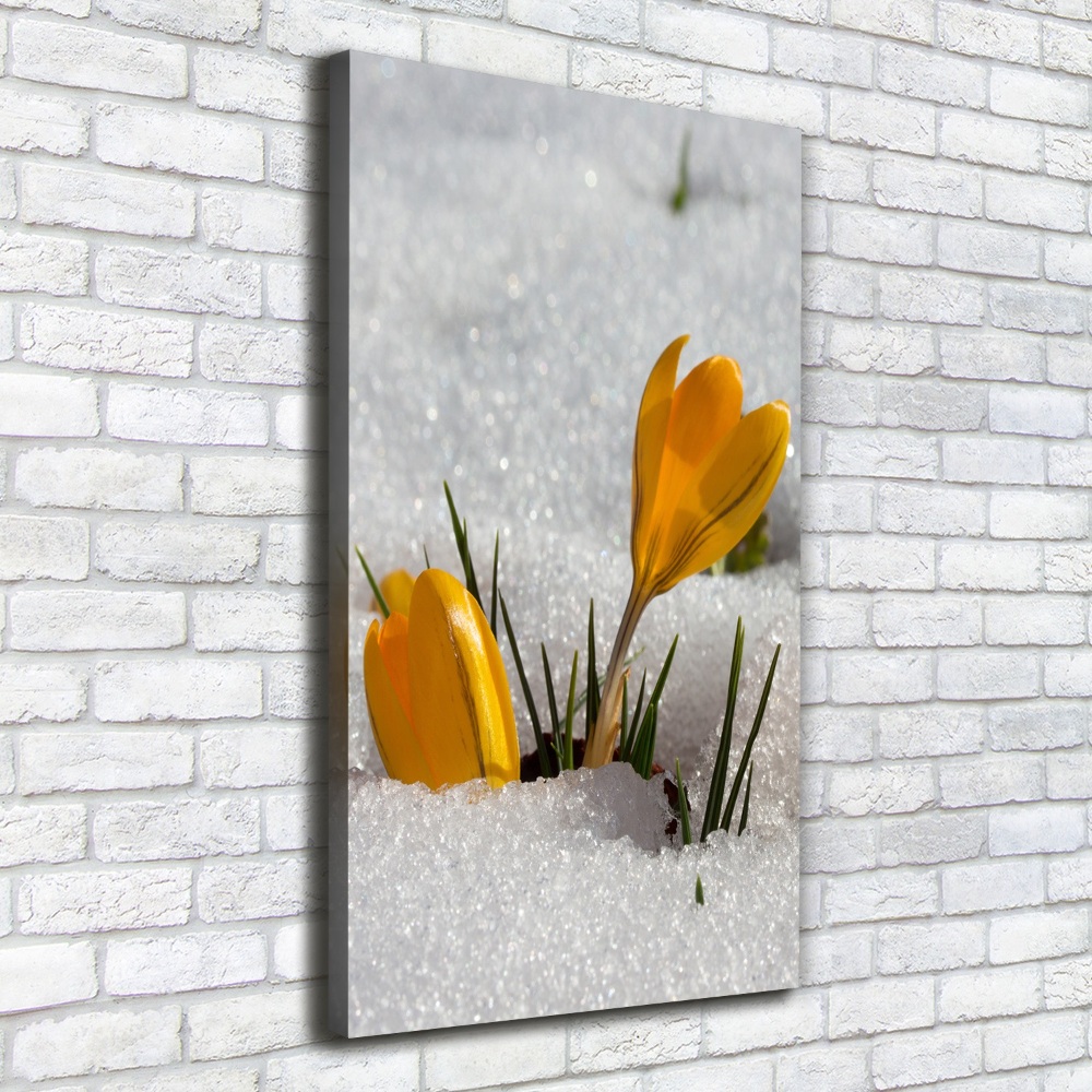 Tableau imprimé sur toile Crocus jaunes